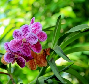 美麗的flower