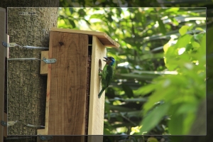 大安公園五色鳥分享-請指教-謝謝-