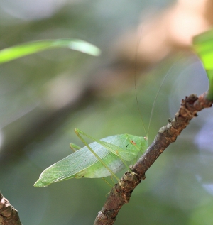 Marco - 2010-08-15梯之入伍生亂拍