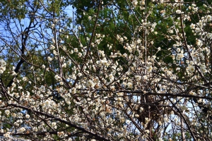 梅嶺『掐』梅去