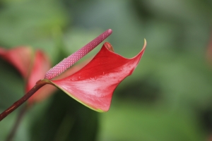 這篇沒有櫻花--只有花草--並請前輩們指教-謝謝--