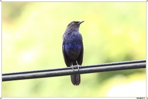 ●●●紫嘯鶇餵小孩吃蟲(爆框版)●●●By雙胞胎爸