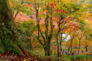 京都秋色‧絕美高雄【青瀧川】紅葉名所[上]