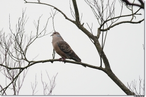 ●●我的拍鳥作品 400mm●●●By雙胞胎哥哥