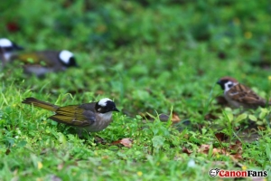 貼圖