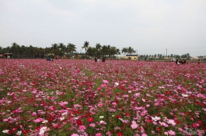 高雄 美濃旗山花海