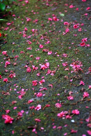 青山農場賞櫻花