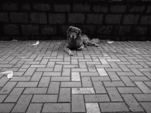 我的知己在街頭