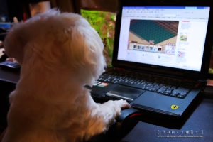 (chujy) 原來我家菜園是這麼來滴....