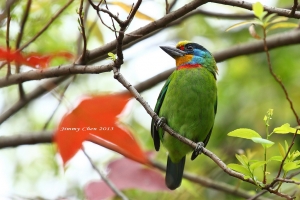 普鳥加減拍~~By 好攝客