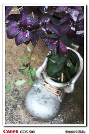 初玩手動鏡_Pentacon 29mm/f2.8