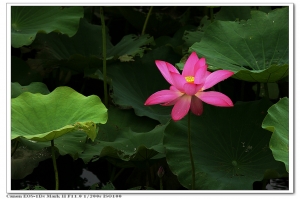 <梁大叔的光影世界>  荷塘殘色