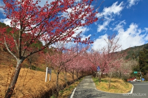 合歡‧武陵‧櫻吹雪 by HERO