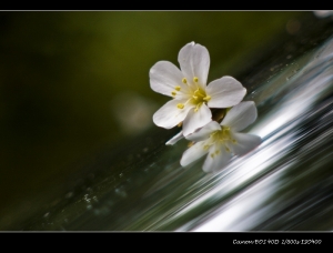 賞桐變成去拍蟲…