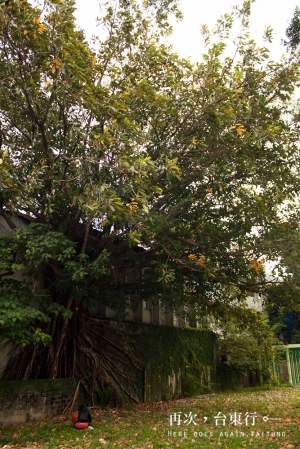 再次，台東行。 [期末考更要玩得開心　