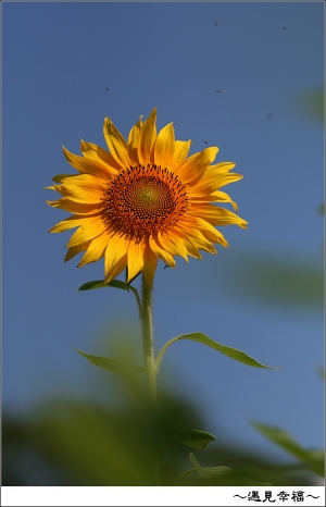 向日葵和波斯菊