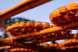 柿子餅已經被太陽公公曬的紅通通了