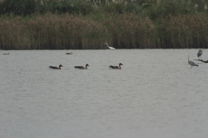 宜蘭打鳥----豆花瀆