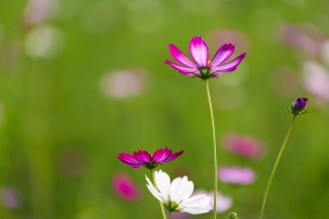 2013年初見波斯菊