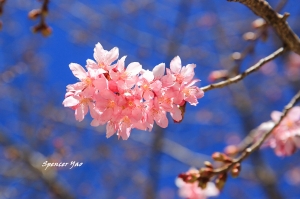 花開富貴