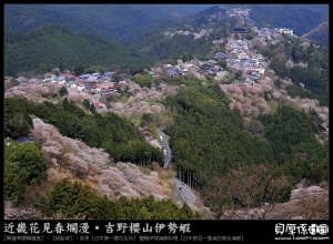 日本賞櫻【四大名櫻‧千本櫻】啊～超豪邁!!