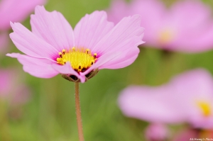 波斯菊