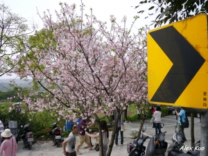 3/17淡水天元宮櫻花
