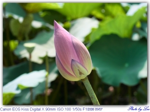蓮花 400D+Trmron 90mm MACRO