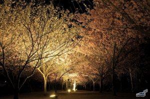 武陵農場--夜櫻..雪山登山口