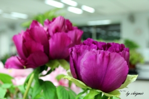 花開富貴~牡丹花