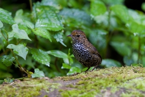 小滷蛋-麟胸鷦鷯