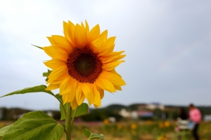 蘆竹花海半日遊 By_Aaron