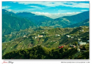 秋楓虹橋。20111123福壽山農場