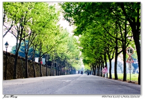 綠意楓香。20080325真理大學