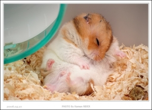 睡鼠了...第二集