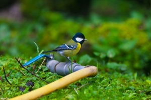 大雪山的鳥-(水管版)青背山雀