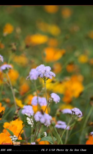桃園龜山楓樹村花田-1-