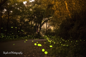 內灣｜夜裡的精靈