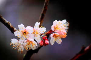阿里山櫻花