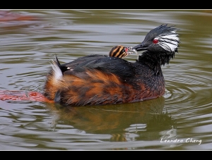 白簇鸊鷉餵食 - Leandro