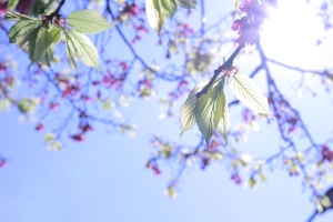 Cherry blossoms