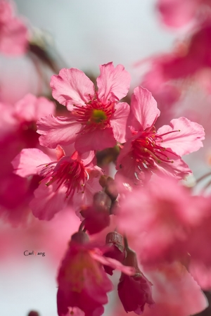 櫻花季尾聲~