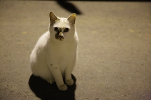 新竹市府跟迎曦門