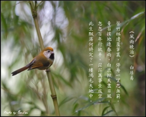 黃羽鸚嘴@Benson