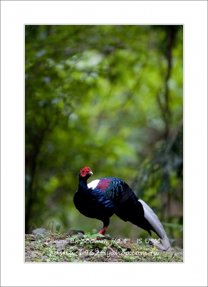 台灣特有鳥類---藍腹鷴[austin]