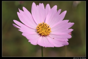 2008.03.06二重疏洪道波斯菊
