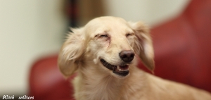 我家的臘腸~U呼