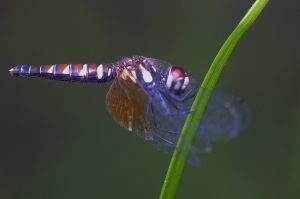 小紅蜻蜓 Nannophya pygmaea Rambur, 1842
