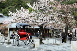 2010-04 日本京都 - 嵐山櫻花 (上) 圖多 (Day 2)