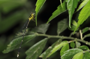 青黑琵蟌Coeliccia cyanomelas Ris, 1912